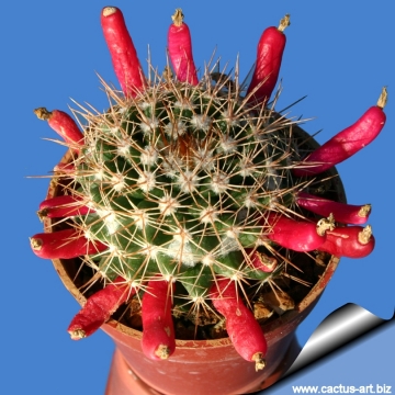 12120 cactus-art Cactus Art