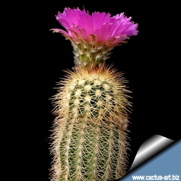 14390 cactus-art Cactus Art
