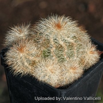 18473 valentino Valentino Vallicelli