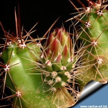 Echinocereus cinerascens Dill Pickle Hedgehog Cactus Great Flowers 
