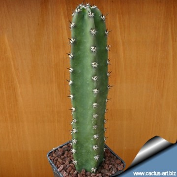 2117 cactus-art Cactus Art