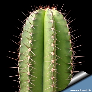 11817 cactus-art Cactus Art
