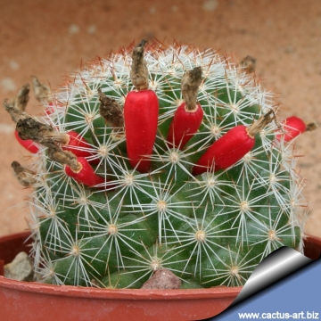 7720 cactus-art Cactus Art