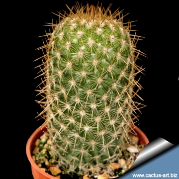 12197 cactus-art Cactus Art