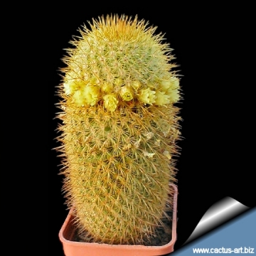 12196 cactus-art Cactus Art