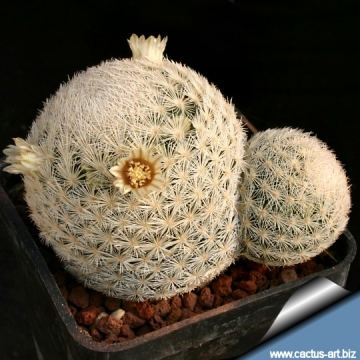 12126 cactus-art Cactus Art
