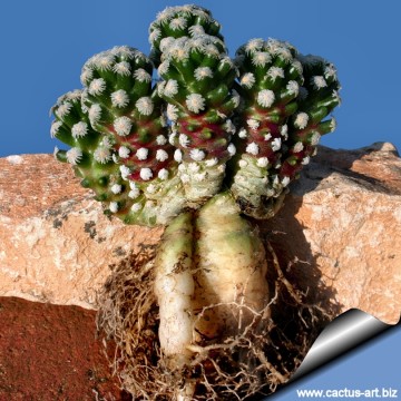 2569 cactus-art Cactus Art