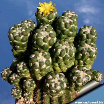 1063 cactus-art Cactus Art