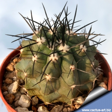 7999 cactus-art Cactus Art