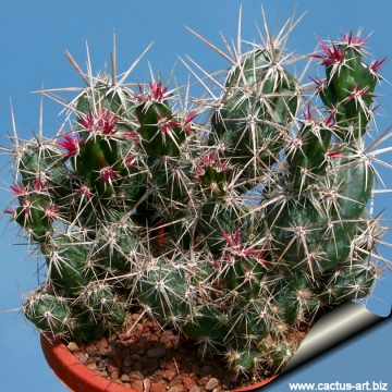 8252 cactus-art Cactus Art