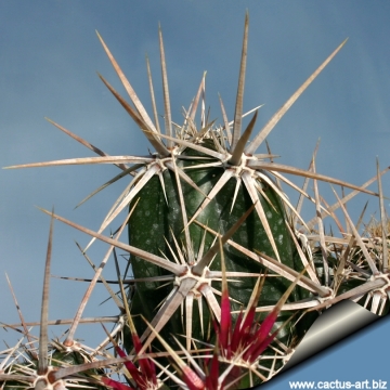 8254 cactus-art Cactus Art