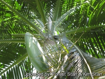 20451 star Forest Starr & Kim Starr