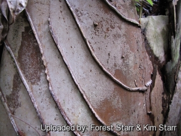 20579 star Forest Starr & Kim Starr