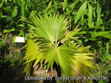 20655 star Forest Starr & Kim Starr