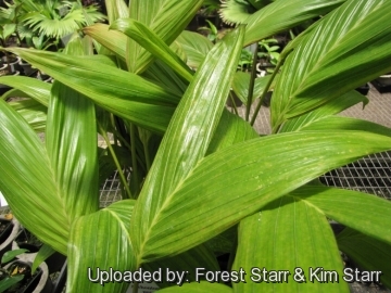 20226 star Forest Starr & Kim Starr
