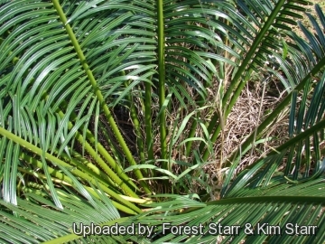 20965 star Forest Starr & Kim Starr