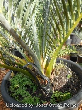 20098 josef Josef Cycad Perner 