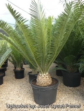 22521 josef Josef Cycad Perner
