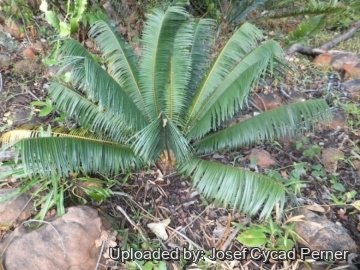 24946 josef Josef Cycad Perner