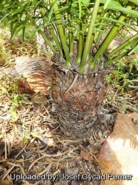 25111 josef Josef Cycad Perner