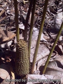 25473 josef Josef Cycad Perner