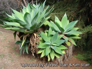 22373 star Forest Starr & Kim Starr