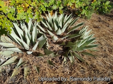 30000 RapCactus Raimondo Paladini