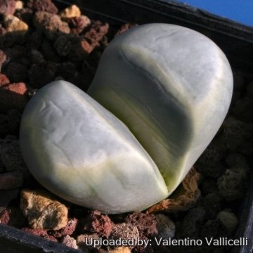 12617 valentino Valentino Vallicelli