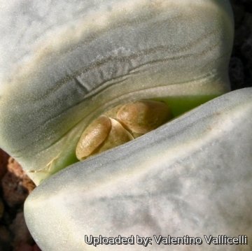 12618 valentino Valentino Vallicelli