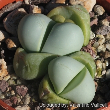20 seeds Living Rocks Argyroderma delaetii Lithops