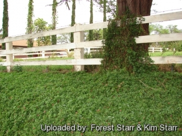 20999 star Forest Starr & Kim Starr