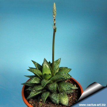 1965 cactus-art Cactus Art