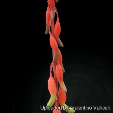 5156 valentino Valentino Vallicelli