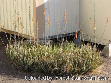 21511 star Forest Starr & Kim Starr
