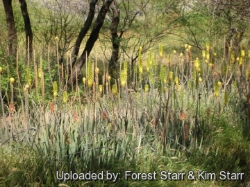 21524 star Forest Starr & Kim Starr
