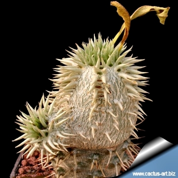 16731 cactus-art Cactus Art