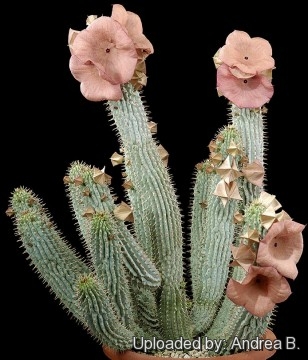 Flowers Hoodia gordonii South African rare plants medicinal succulents 1 seeds 