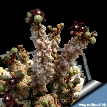 3750 cactus-art Cactus Art