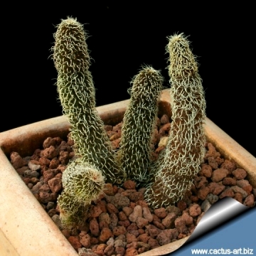 10983 cactus-art Cactus Art