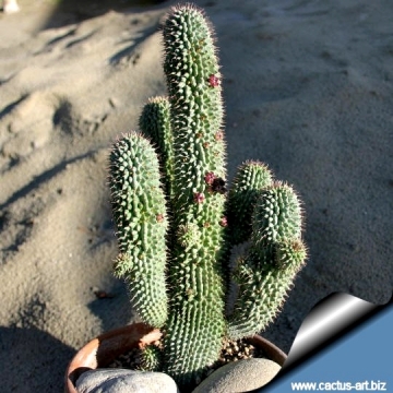 10581 cactus-art Cactus Art