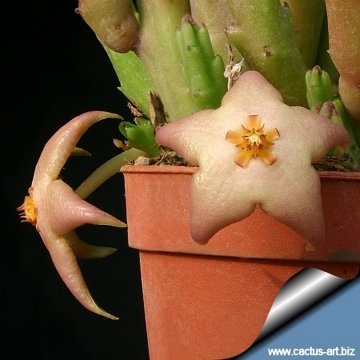 10996 cactus-art Cactus Art