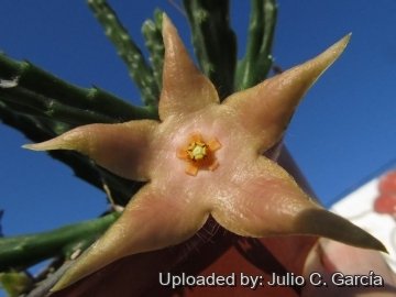 19929 julio Julio C. García