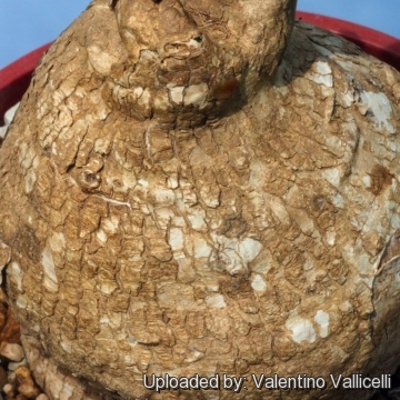 16373 valentino Valentino Vallicelli