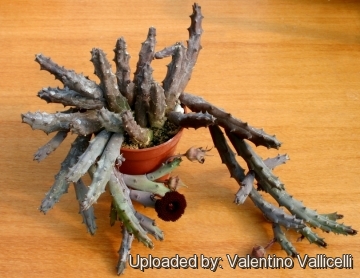 22894 valentino Valentino Vallicelli