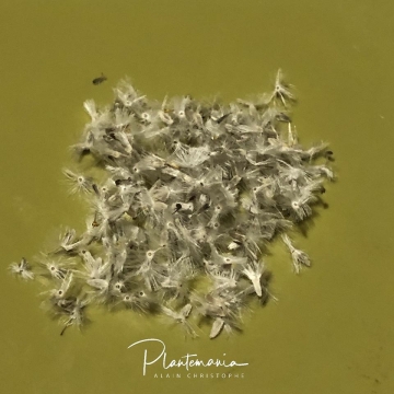 30902 plantemania © Plantemania