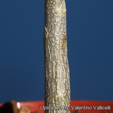16699 valentino Valentino Vallicelli