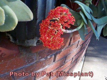 1443 cactus-art Cactus Art