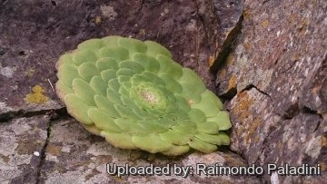 28983 RapCactus Raimondo Paladini