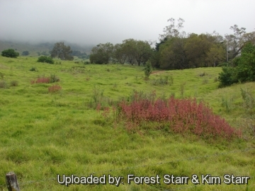 21377 star Forest Starr & Kim Starr