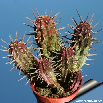 4115 cactus-art Cactus Art